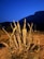 A large agave plant with long, spiky leaves sits in the foreground against a backdrop of rugged mountains. The scene is set under a clear evening sky with deep blue hues, creating a contrast with the earthy tones of the plant and surrounding dry grass.