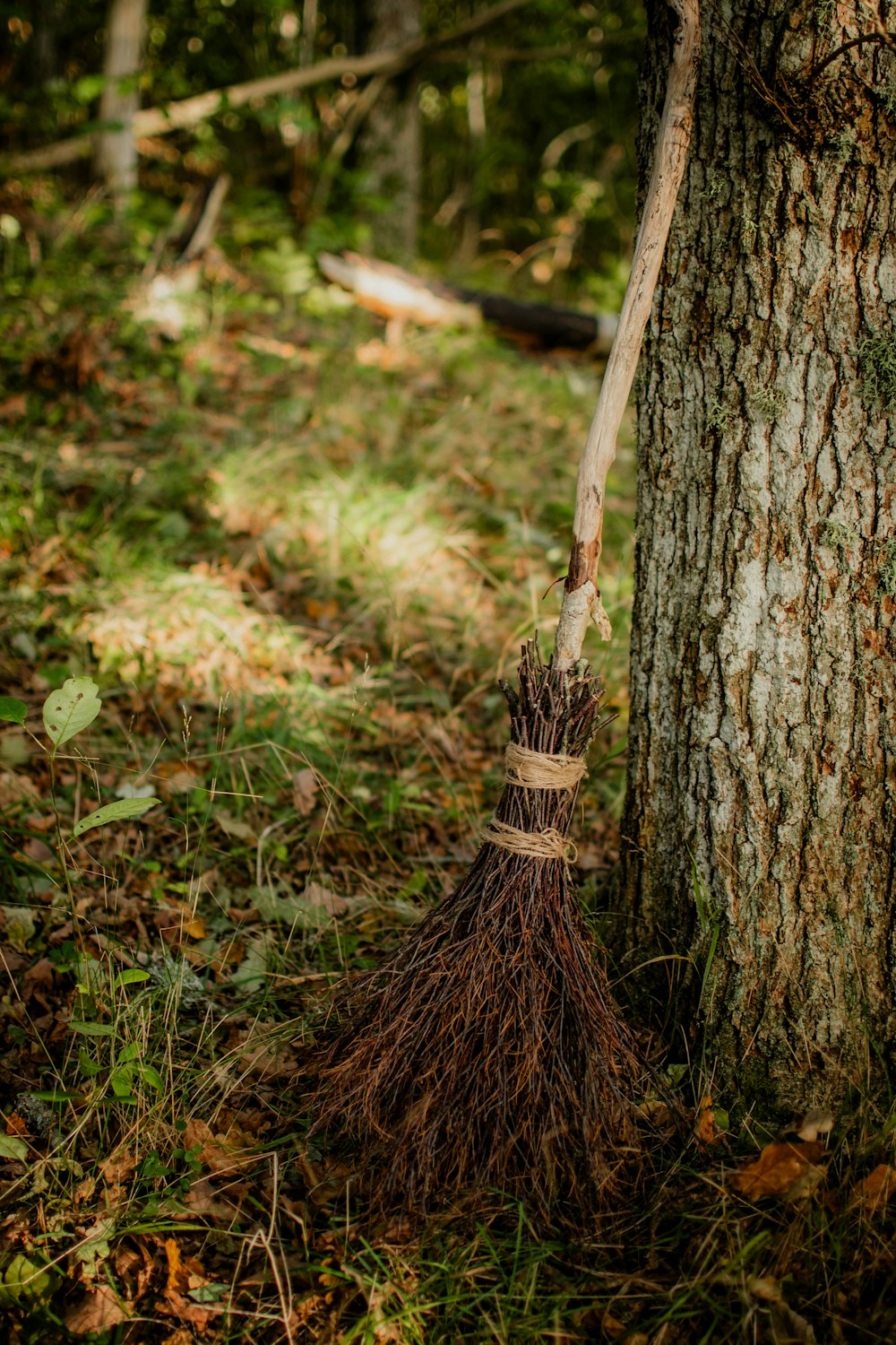 a broom leaning against a tree in the woods