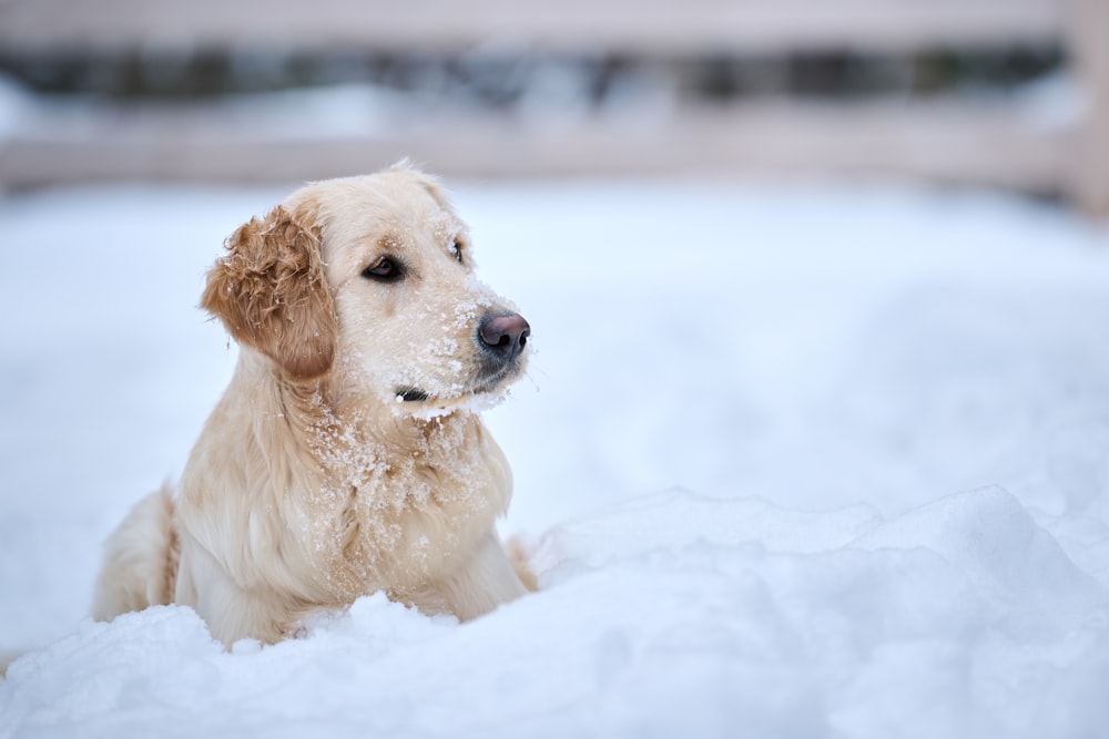 a dog that is laying in the snow