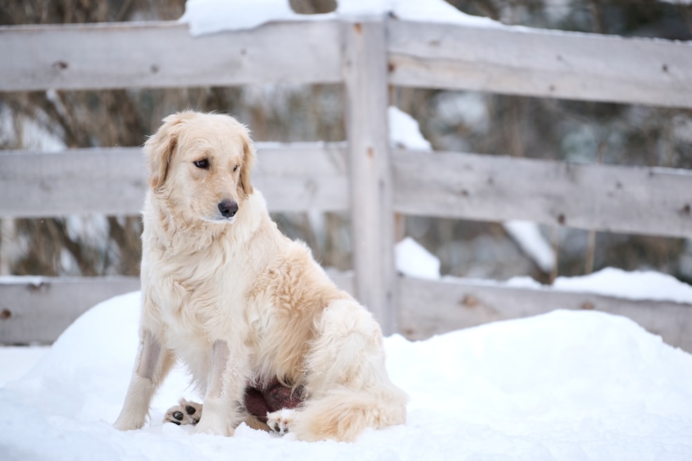 un grand chien blanc assis dans la neige