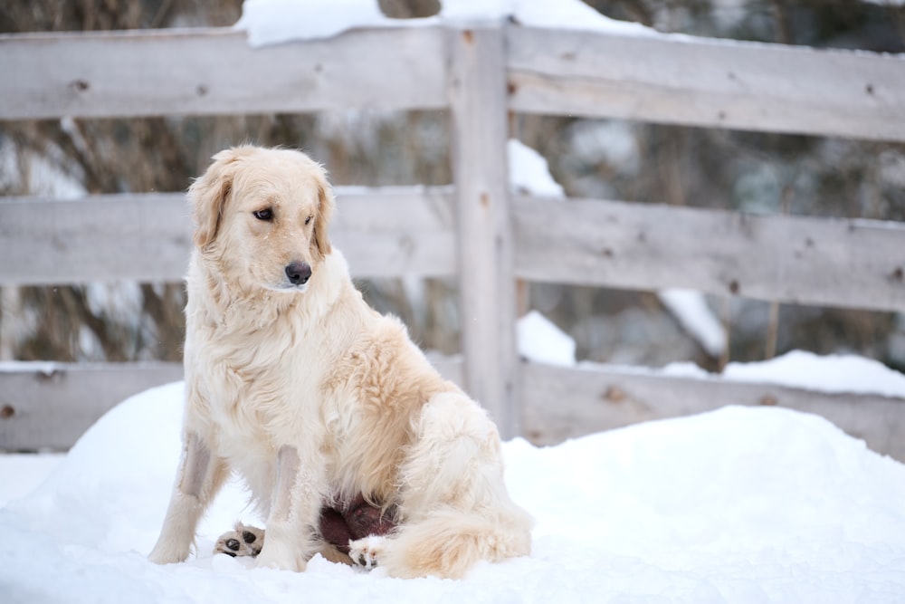 ein großer weißer Hund, der im Schnee sitzt