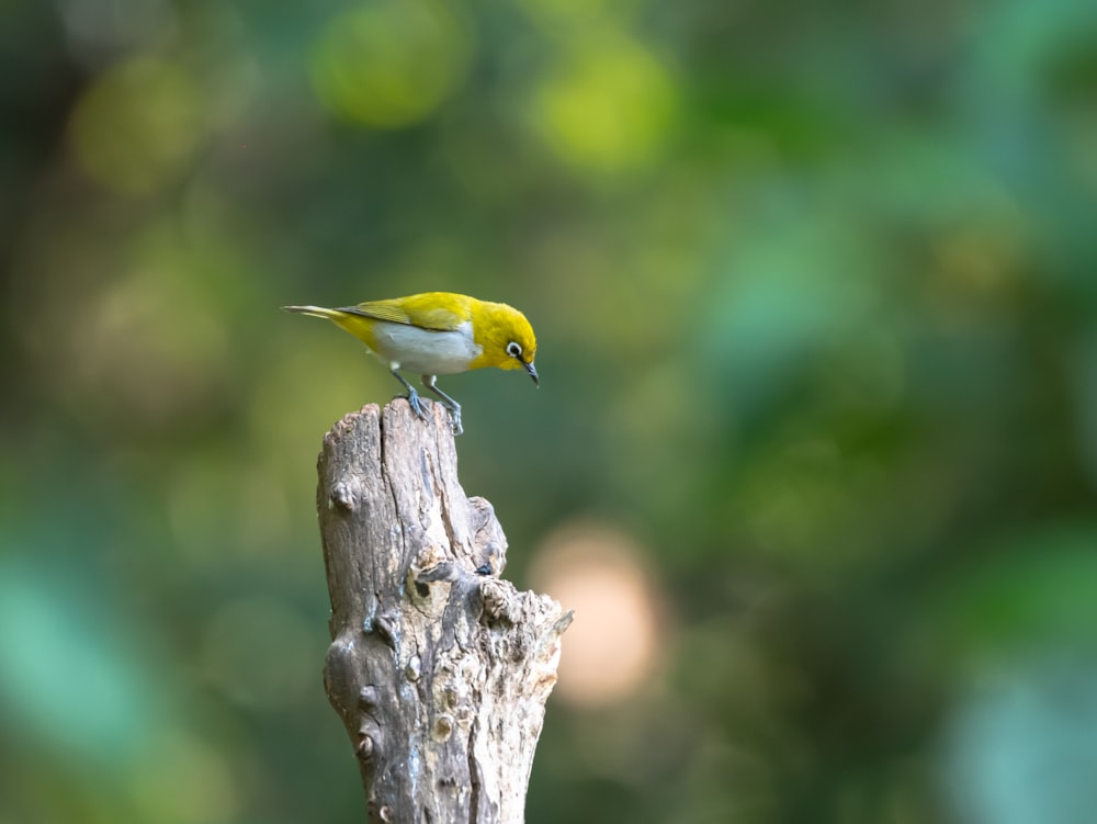 a small yellow and white bird perched on a piece of wood