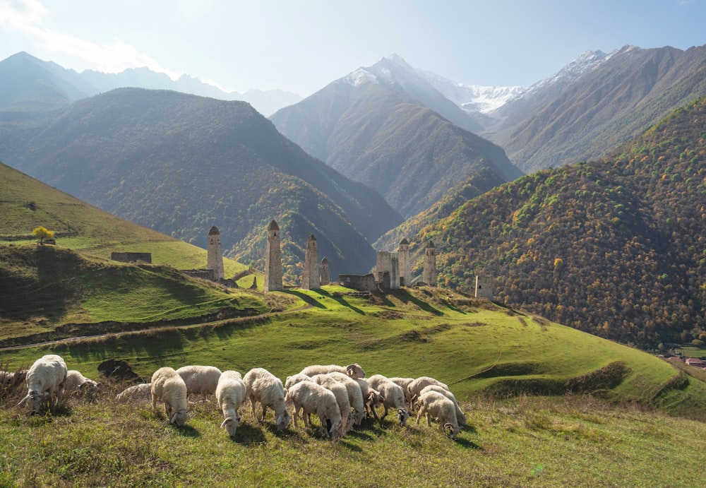 a herd of sheep grazing on a lush green hillside