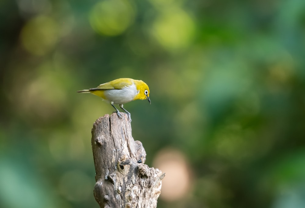 un uccellino giallo e bianco appollaiato su un pezzo di legno