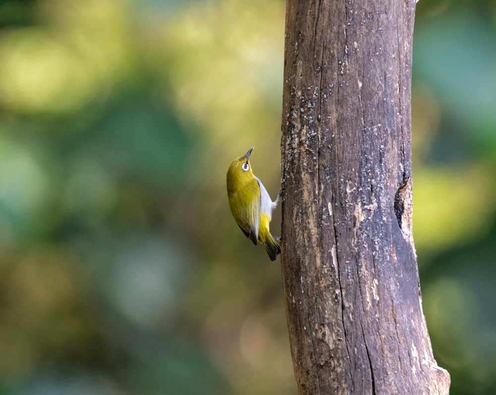 a small yellow and white bird perched on a tree