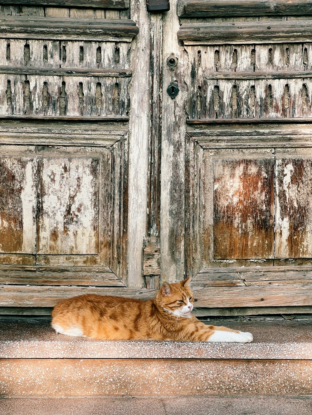 an orange and white cat laying on the ground in front of a wooden door
