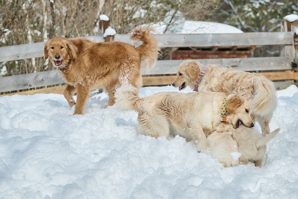 a group of dogs playing in the snow