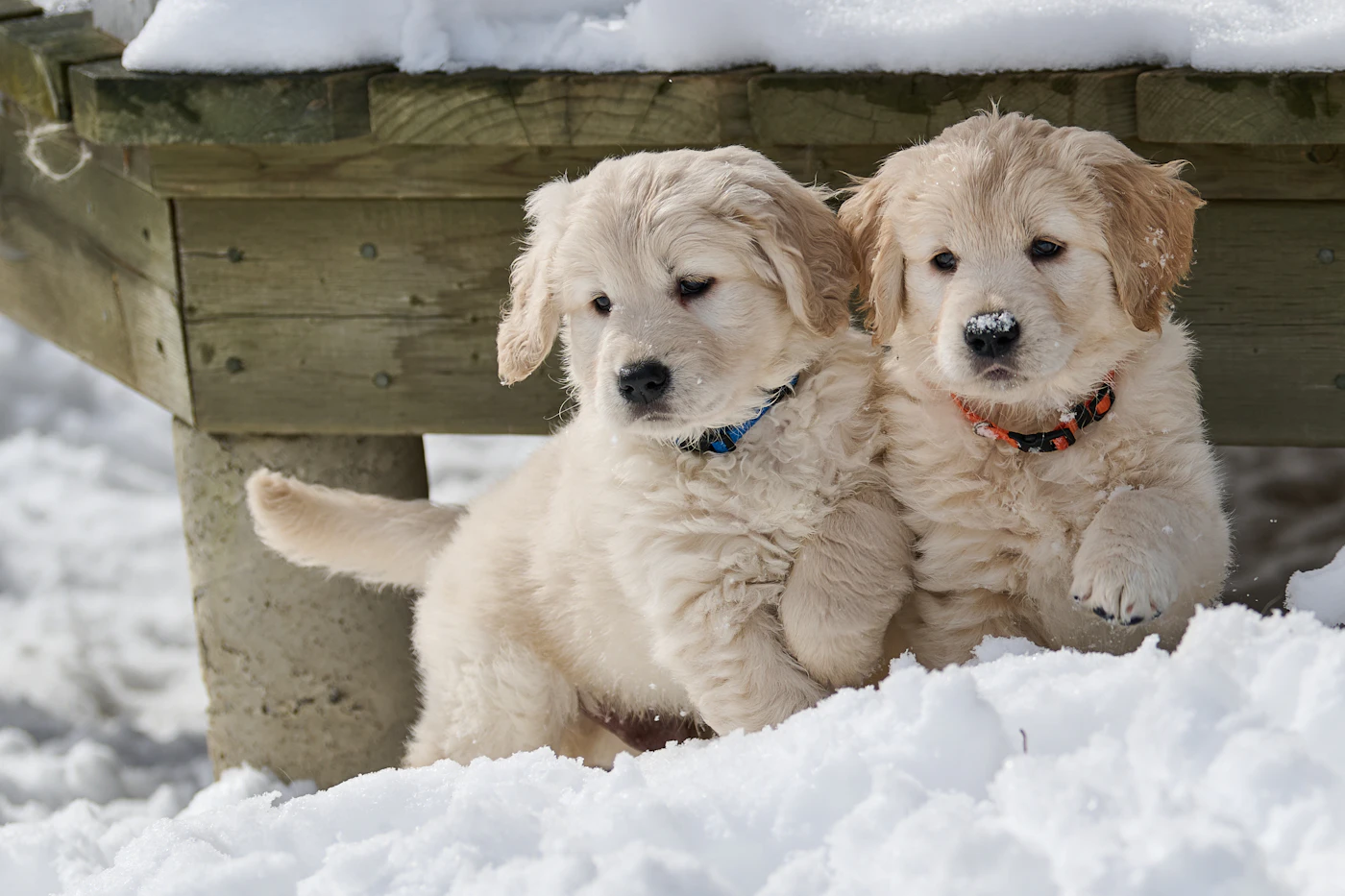 Two young dogs sitting close together on fresh snow under a wooden bench on a winter day
