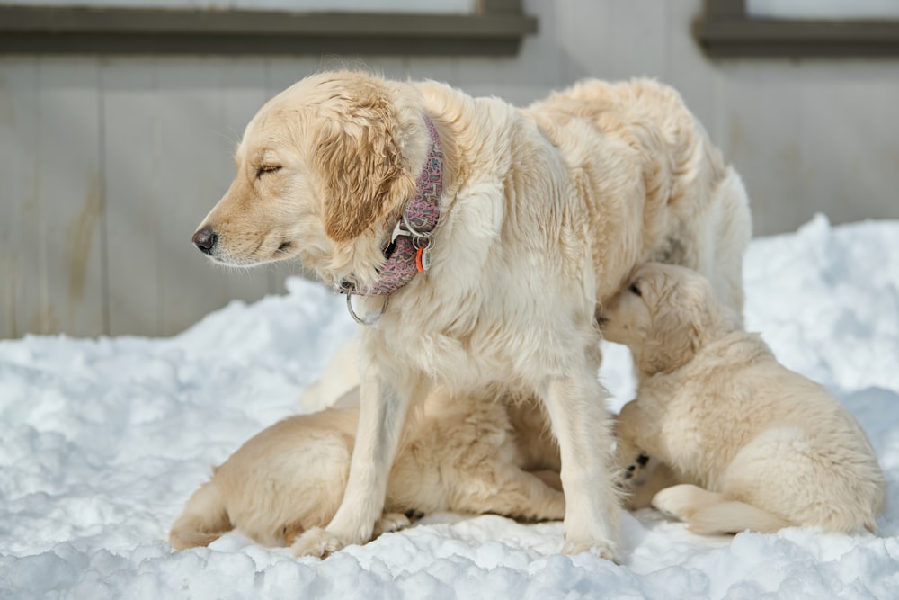 Un chien et deux chiots sont assis dans la neige