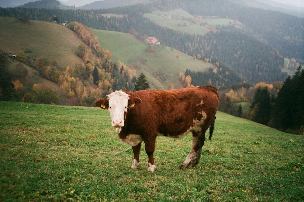 a brown cow standing on top of a lush green hillside