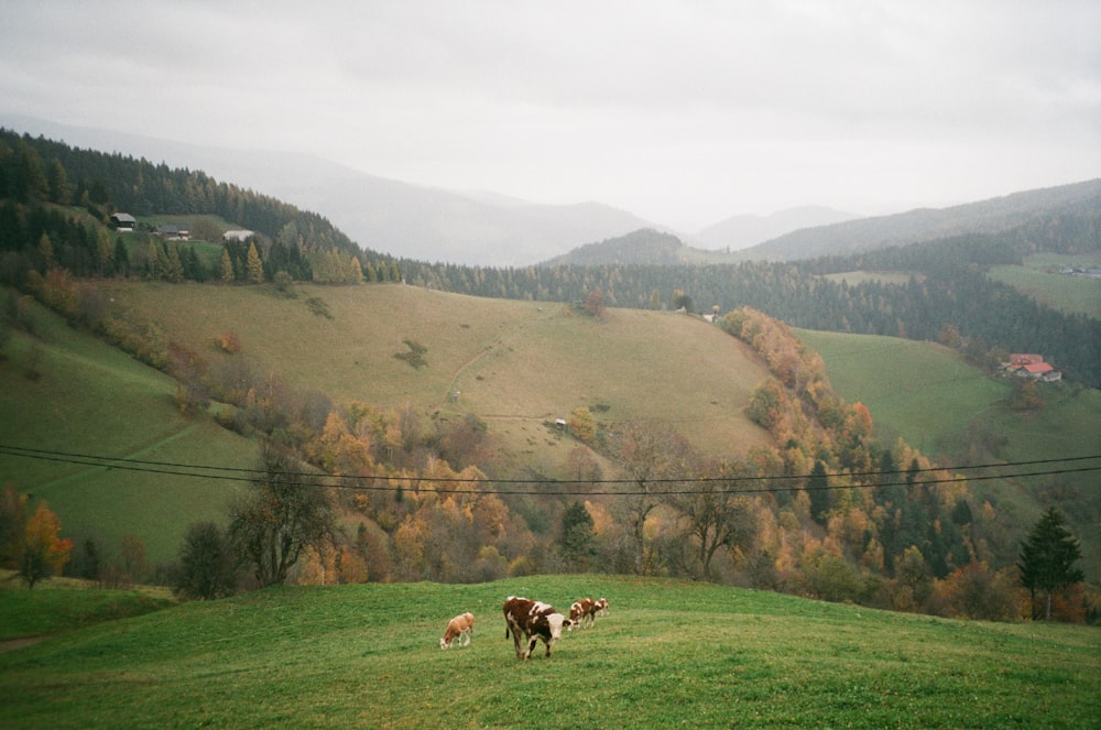 a couple of cows standing on top of a lush green field