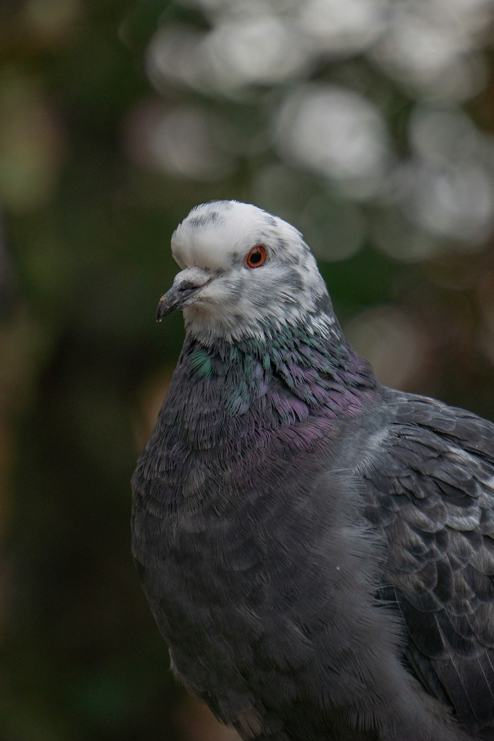 a close up of a bird with a blurry background