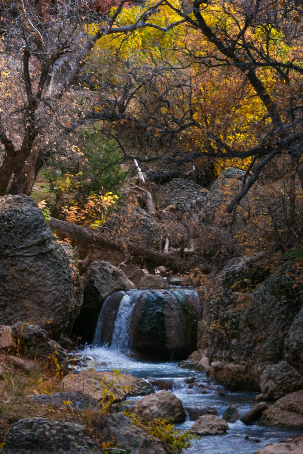 a stream running through a forest filled with trees