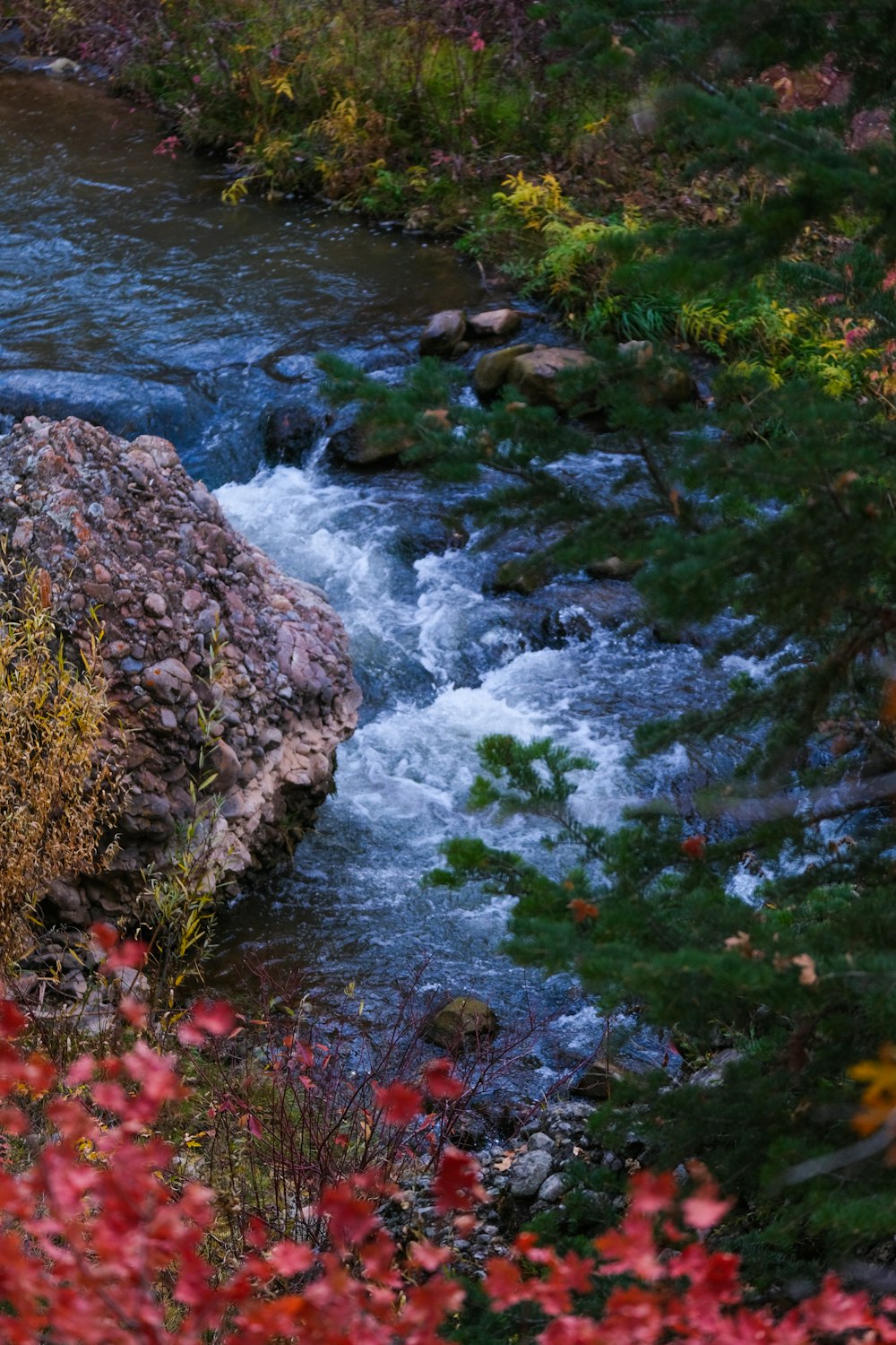 a river running through a lush green forest