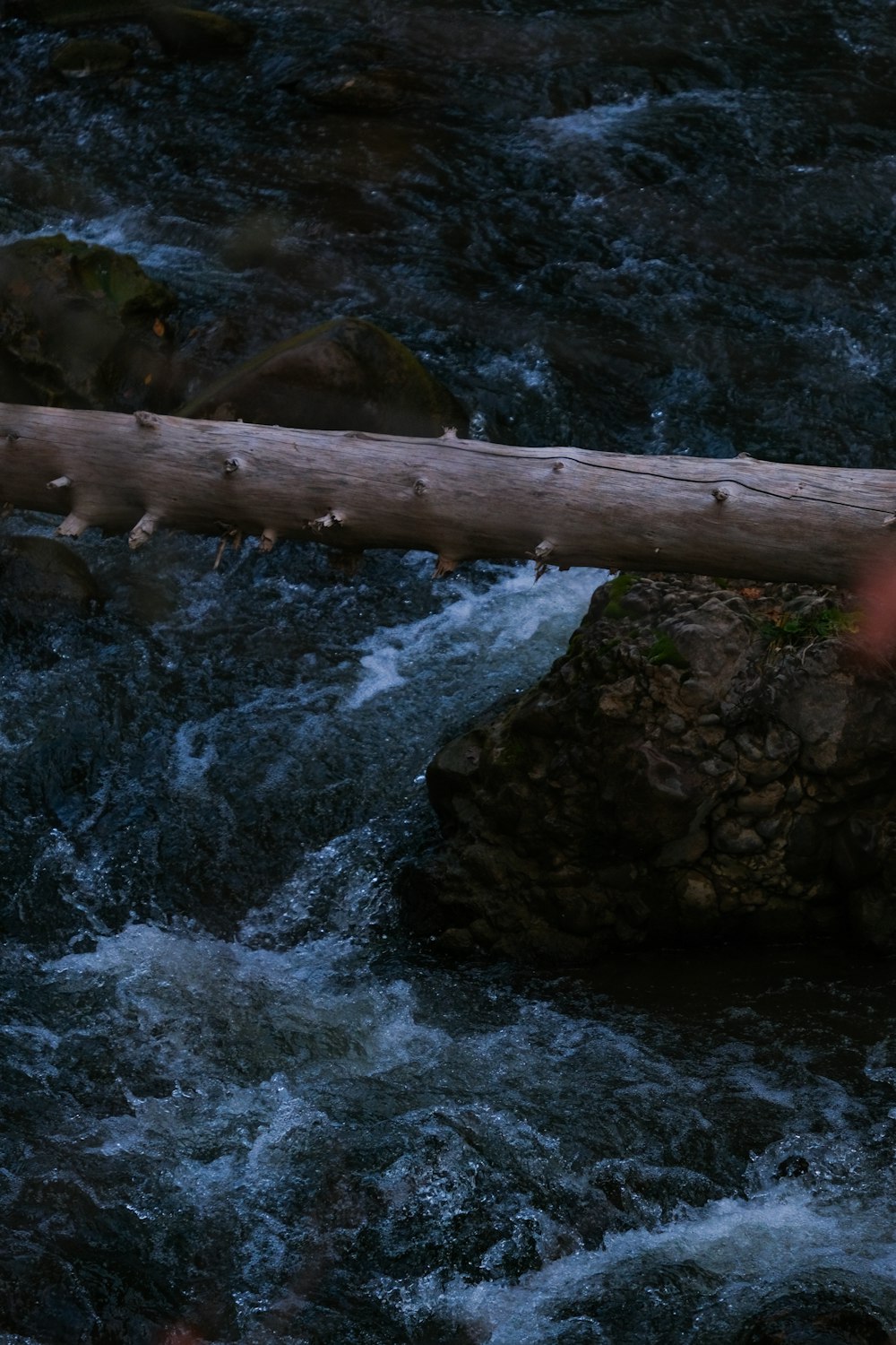 a bear that is standing on a log in the water