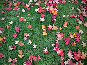 Raked leaves neatly piled on a vibrant green lawn in autumn.