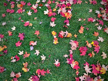 Raked leaves neatly piled on a vibrant green lawn in autumn.