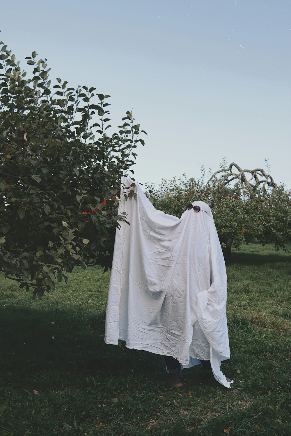 a white cloth hanging from a tree in a field