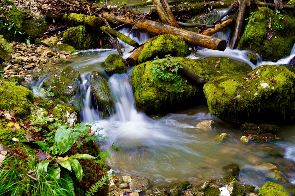 a stream running through a lush green forest