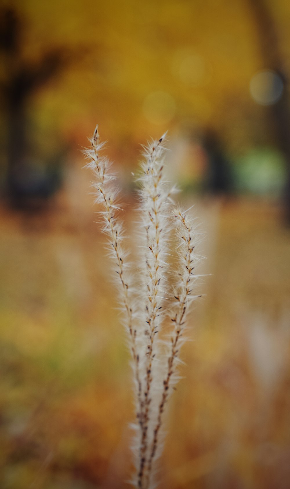 a close up of a plant with a blurry background