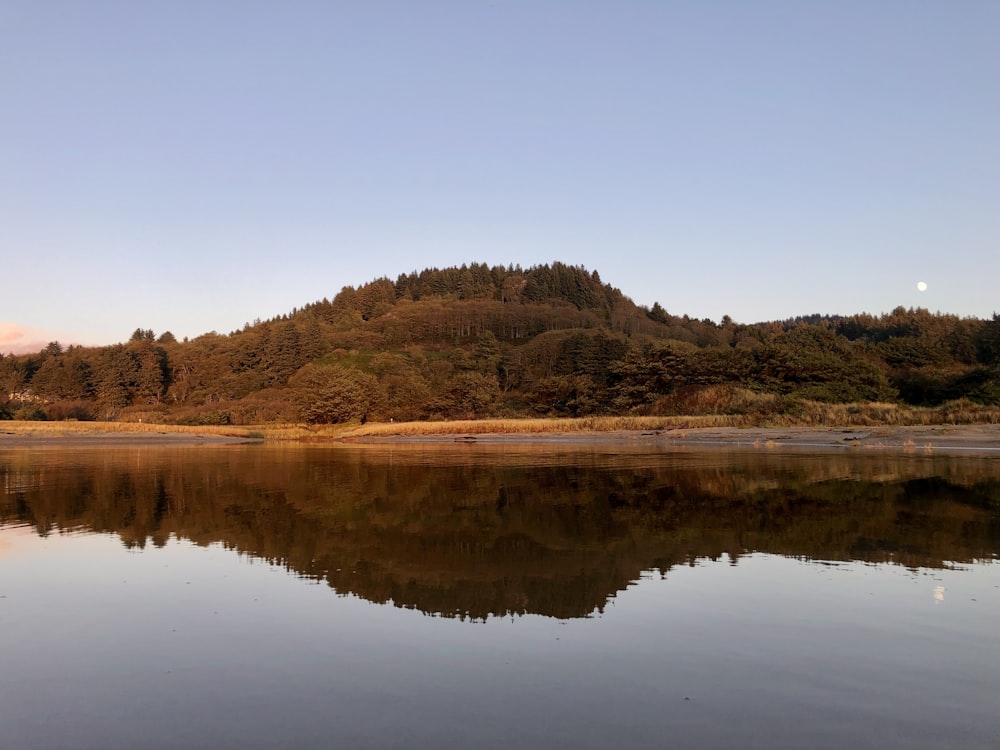 a large body of water surrounded by a forest