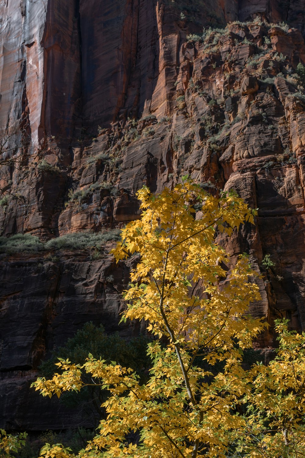 a tree with yellow leaves in front of a mountain