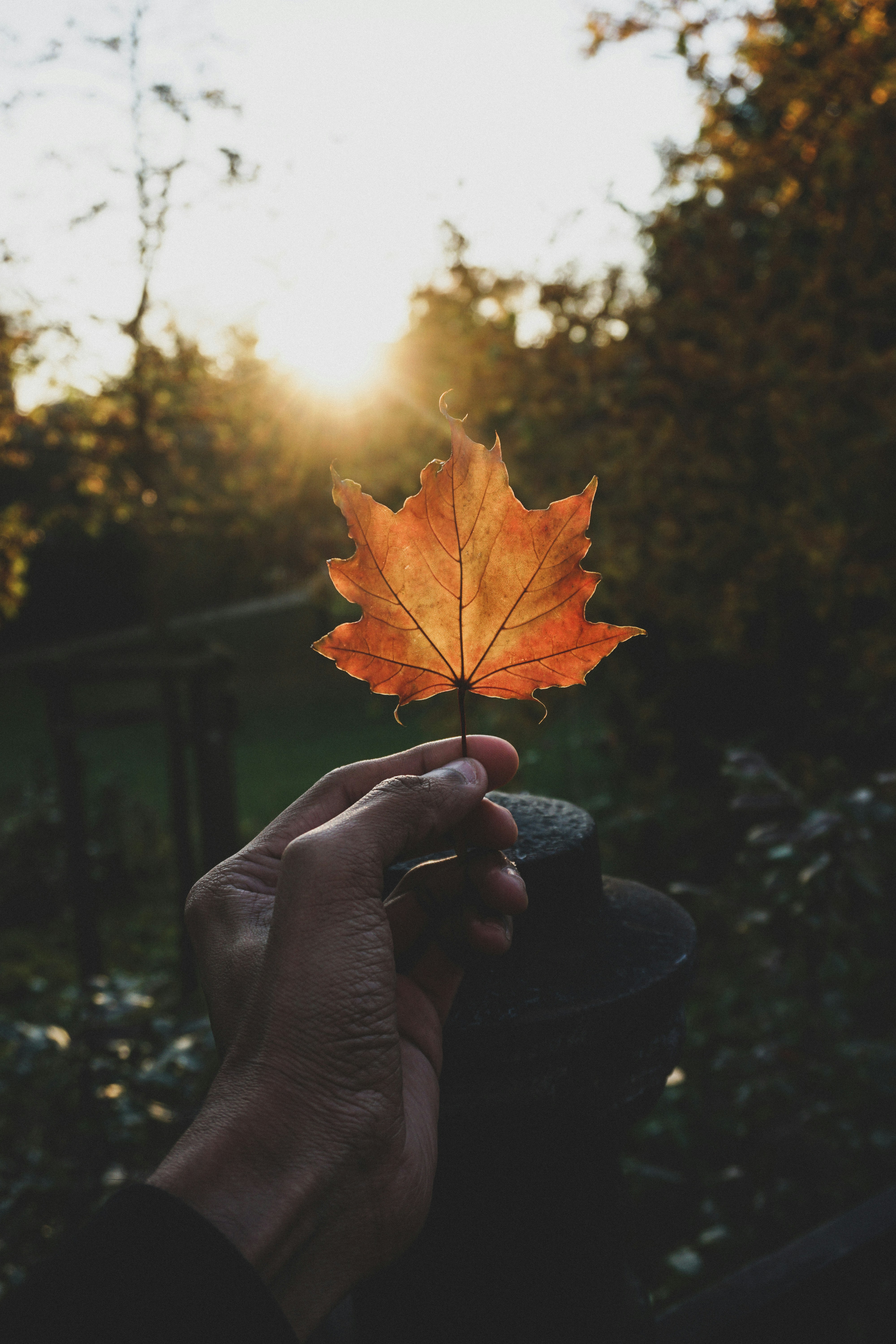 Photo by maheshkumar_painam