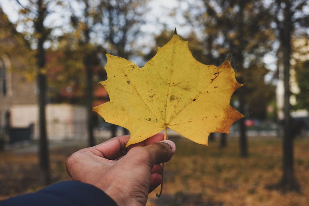 a person holding a yellow leaf in their hand