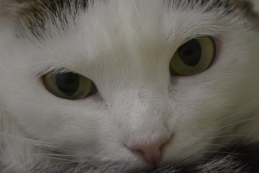 a close up of a white cat with green eyes