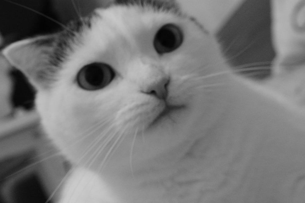 a black and white photo of a cat