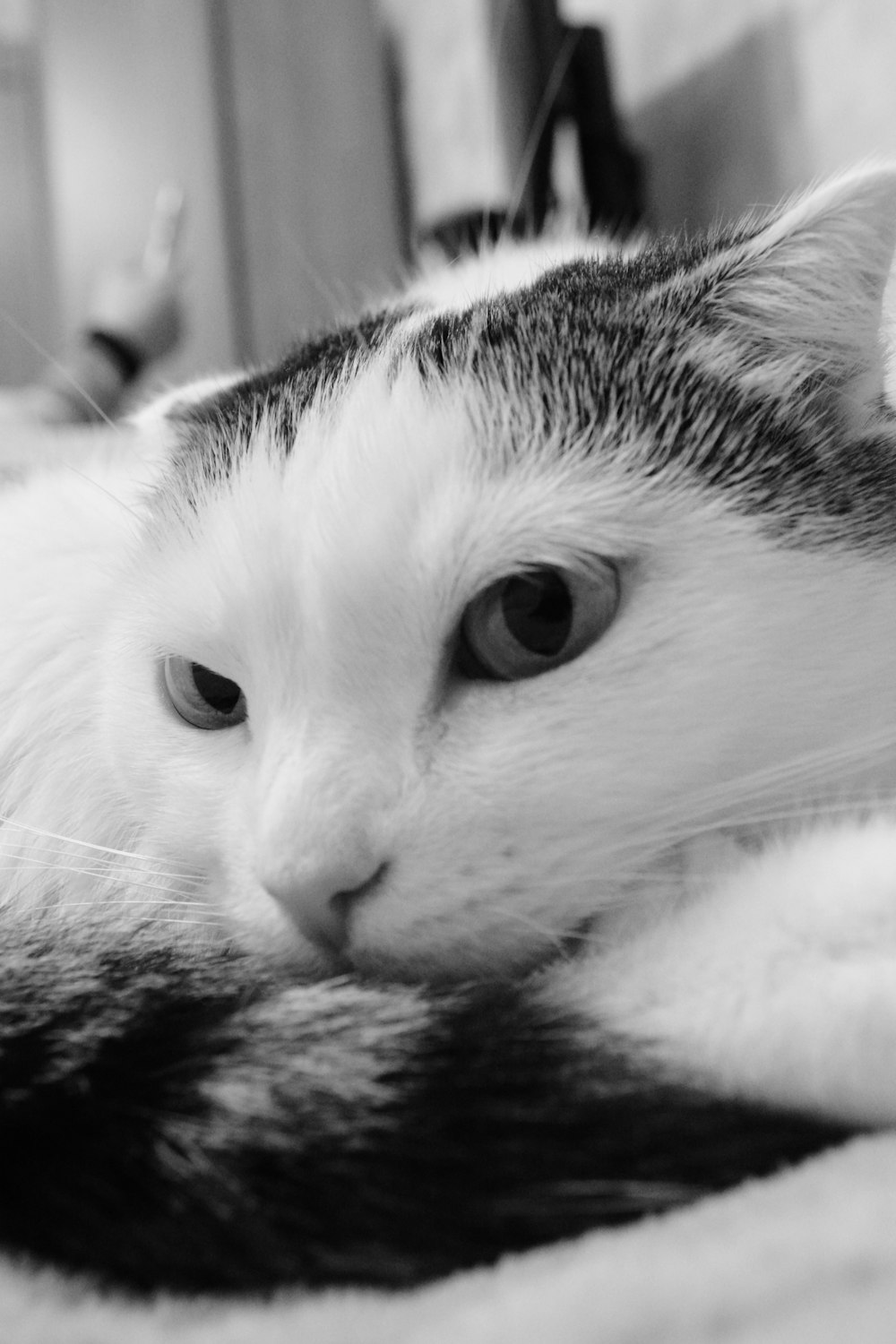 a black and white cat laying on top of a bed