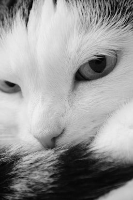 A close-up of a cat's face in black and white, highlighting its eyes and nose with a soft focus on its fur.