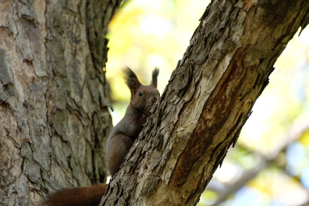 a squirrel is standing on a tree trunk