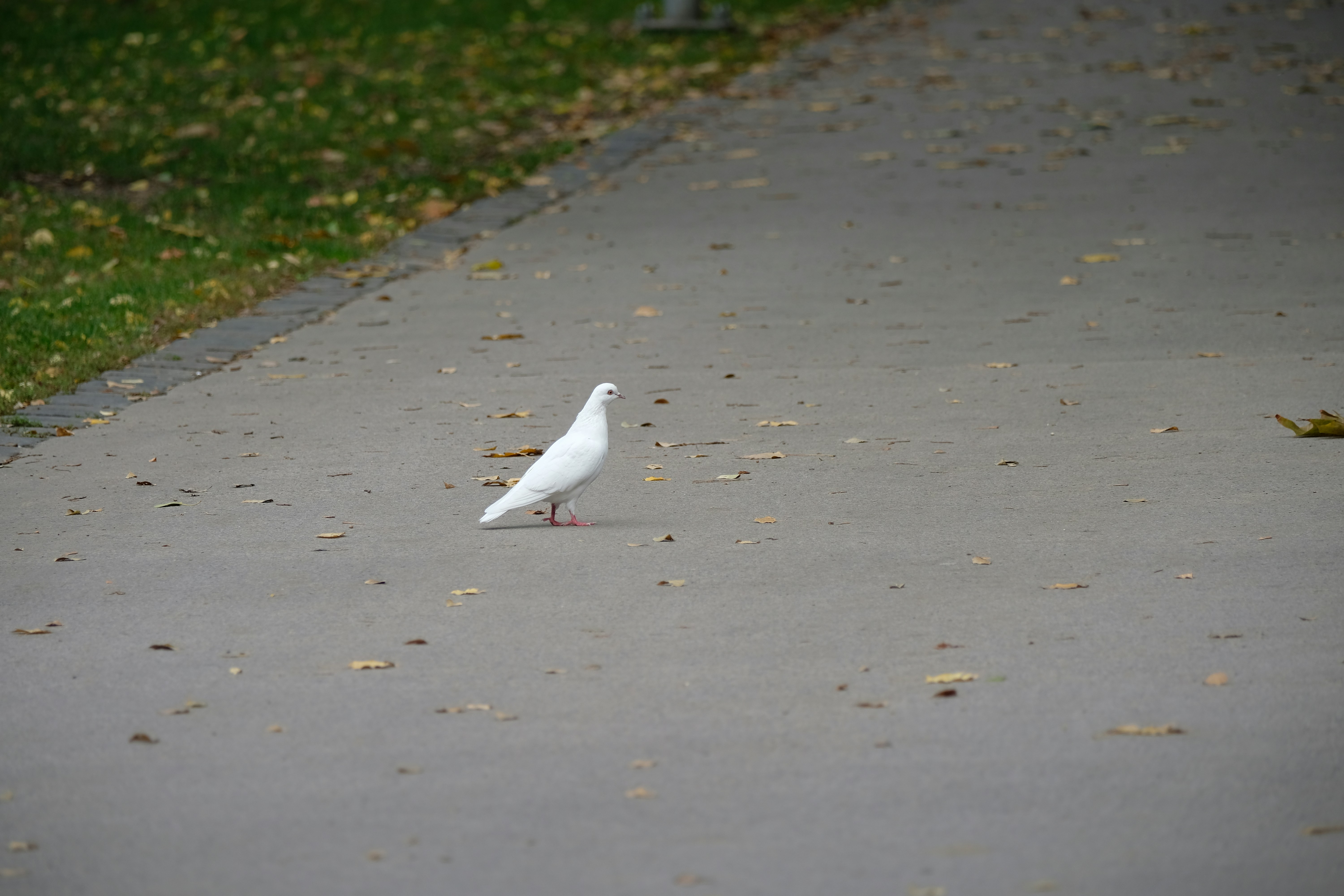 Oak Lawn Park