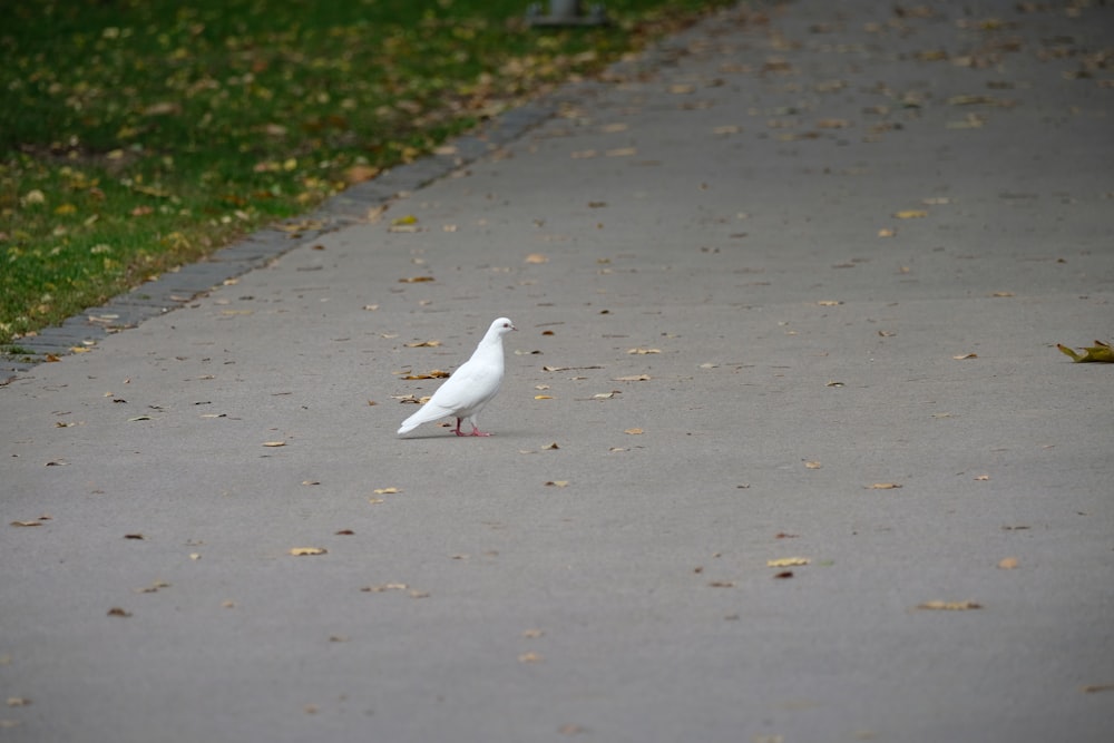 a white bird is standing on a sidewalk