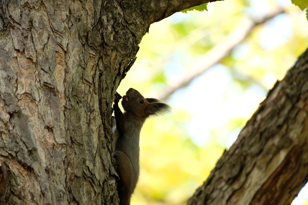 um esquilo subindo ao lado de uma árvore