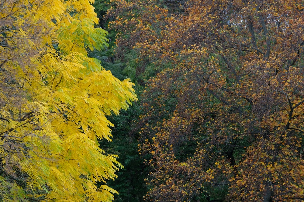 노란 잎사귀가 달린 나무들