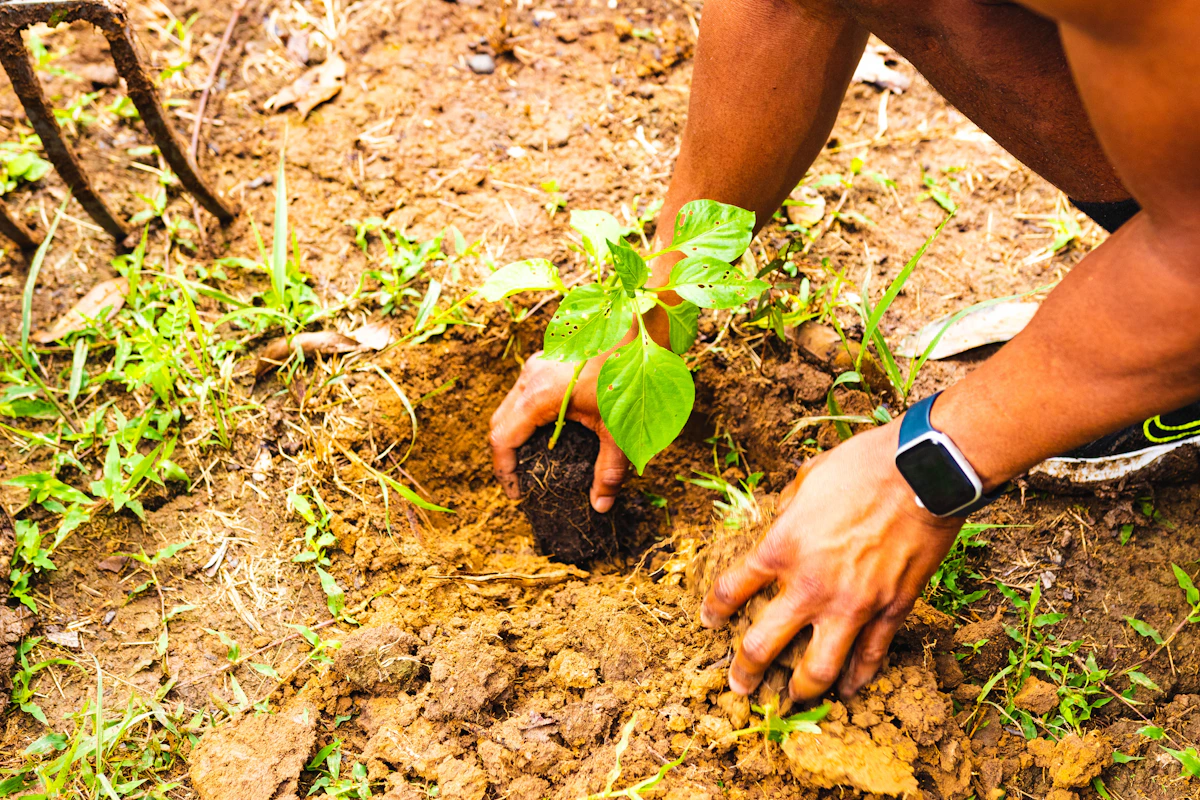 A locally connected conservation project