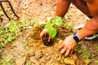 a man kneeling down to plant a tree