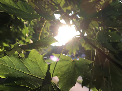 Sunlight filtering through lush green leaves, casting playful shadows on a cozy outdoor coaching space.