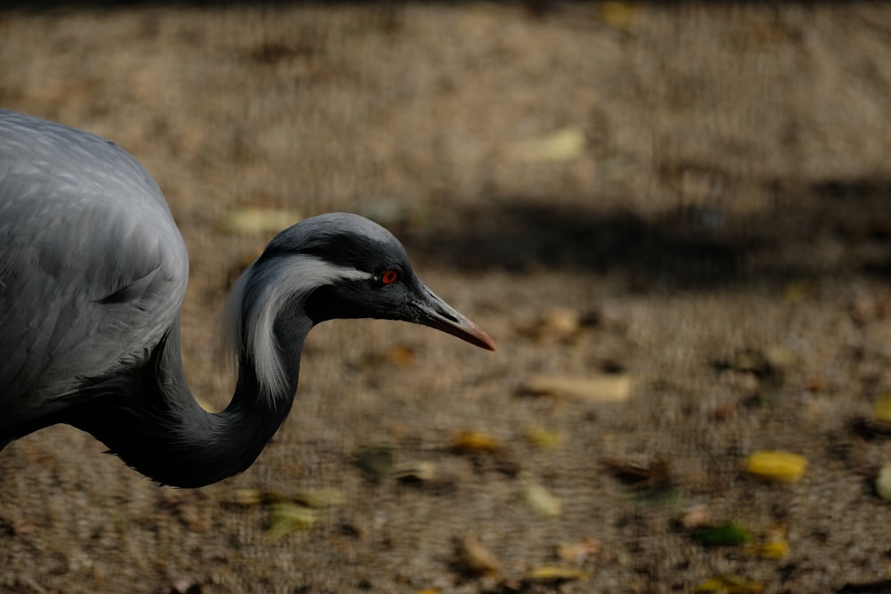 a large bird with a long neck standing in the dirt