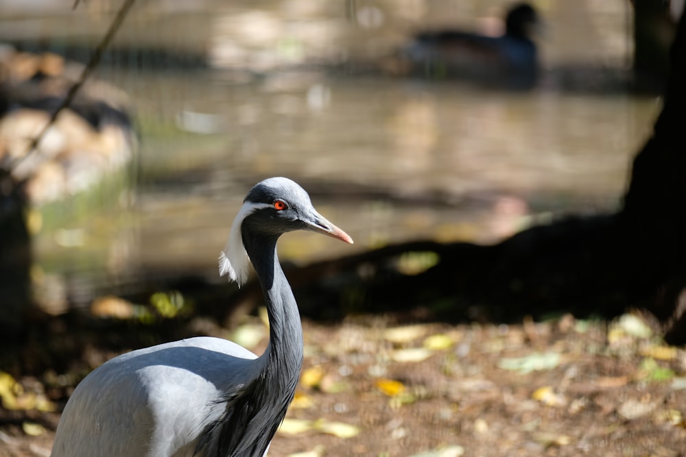 a bird with a long neck standing in the dirt