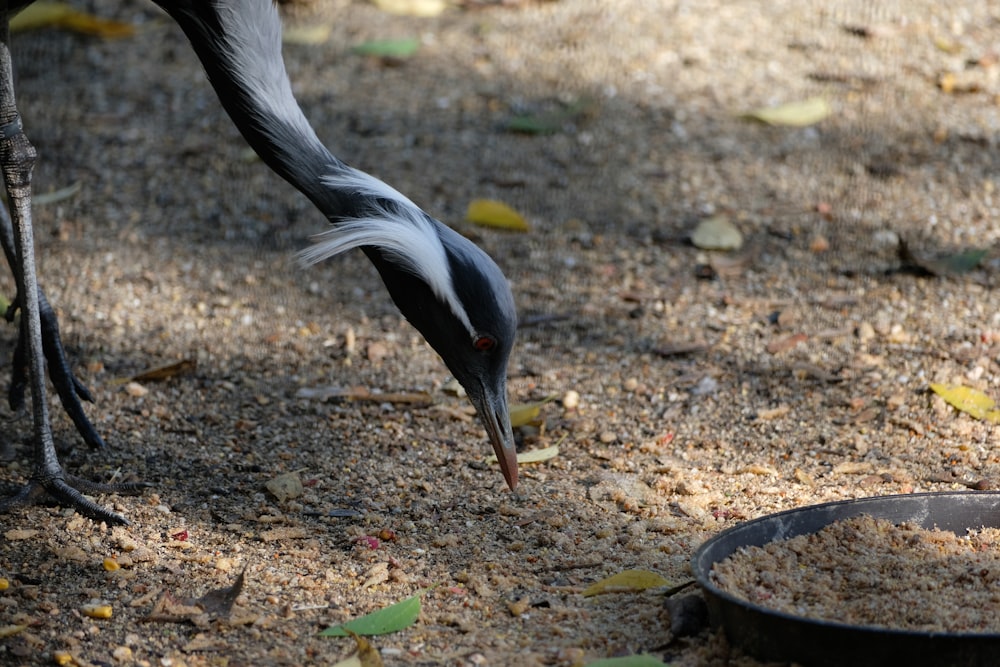 a bird is reaching for food in the dirt