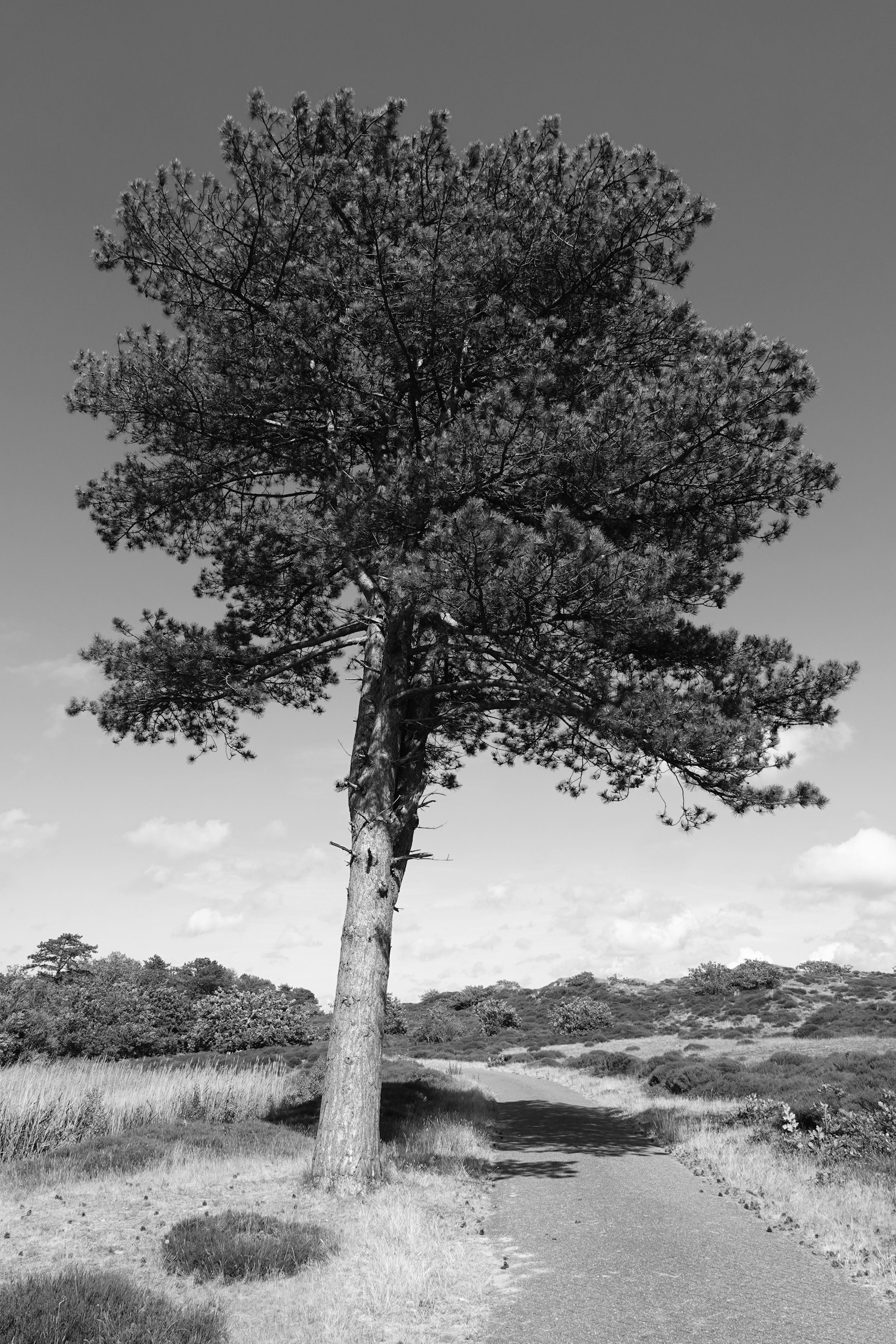 a black and white photo of a tree in a field