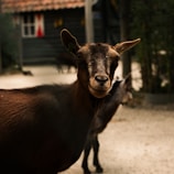 A close-up of a dark brown goat standing on a sandy surface. The goat gazes directly at the camera with a calm demeanor. Another goat is partially visible in the background, standing in front of a rustic wooden building with red and white accents.