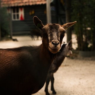 A close-up of a dark brown goat standing on a sandy surface. The goat gazes directly at the camera with a calm demeanor. Another goat is partially visible in the background, standing in front of a rustic wooden building with red and white accents.