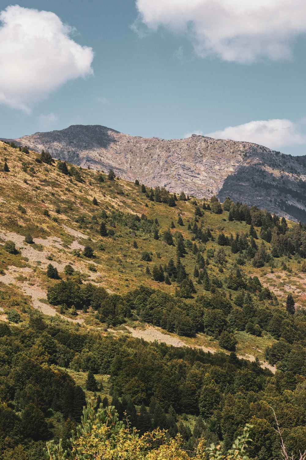 a mountain with trees on the side of it