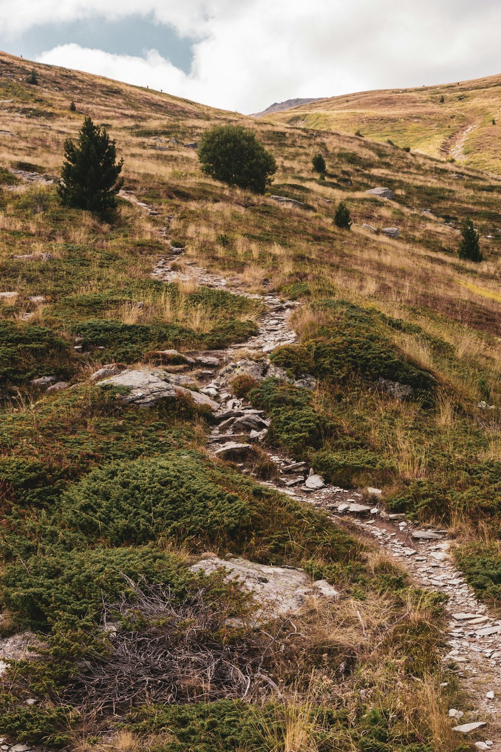 a rocky path in the middle of a grassy field