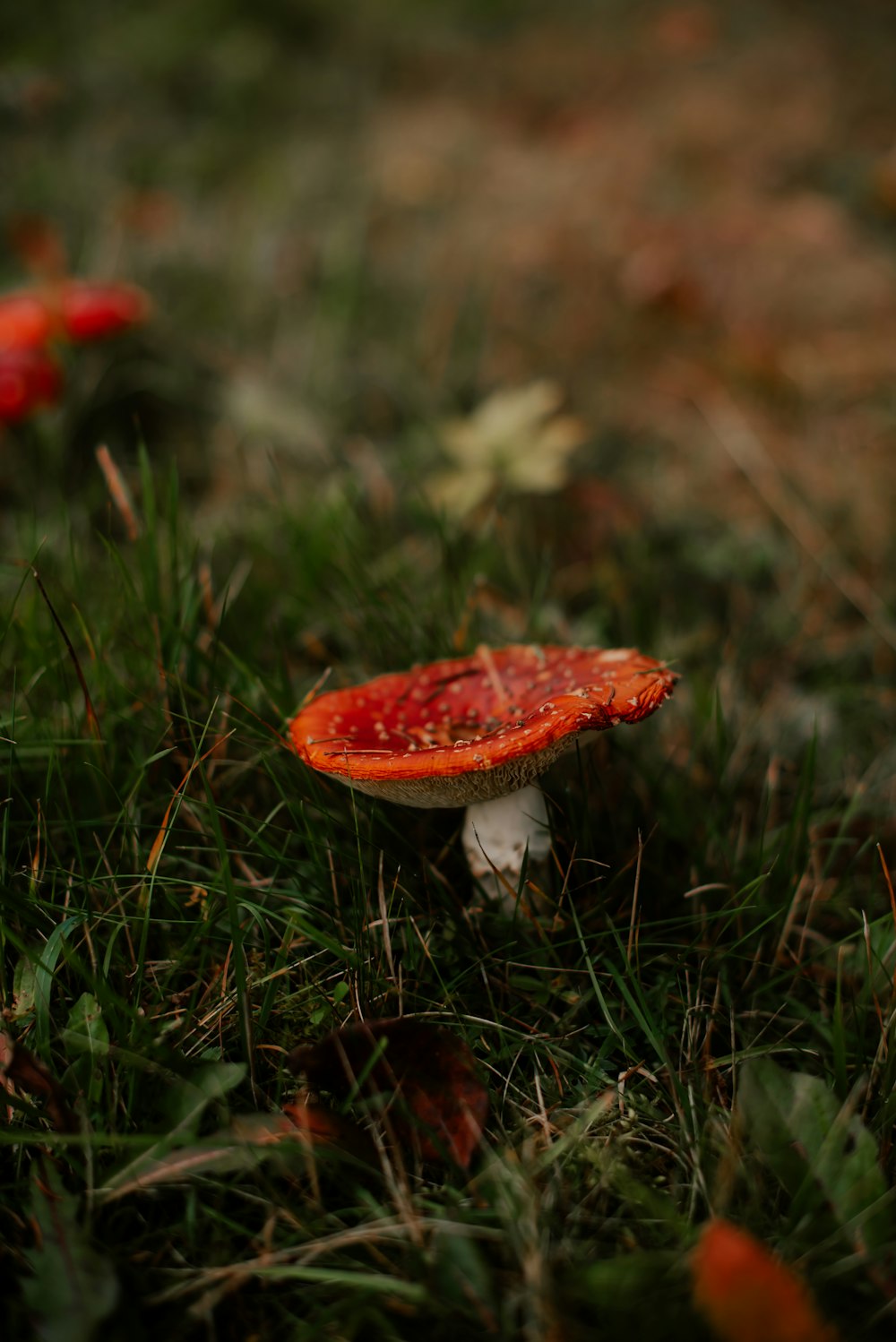 a red mushroom sitting on top of a lush green field