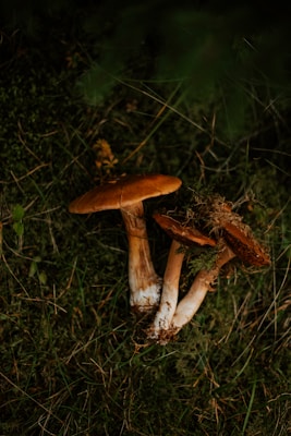 Three mushrooms with brown caps and white stems are nestled in a forest floor, surrounded by grass and moss.